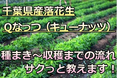 落花生栽培の初心者必見 ｑナッツの栽培の流れを落花生専門店が丁寧に分かりやすく教えます 八街の落花生販売店が綴るブログでございます