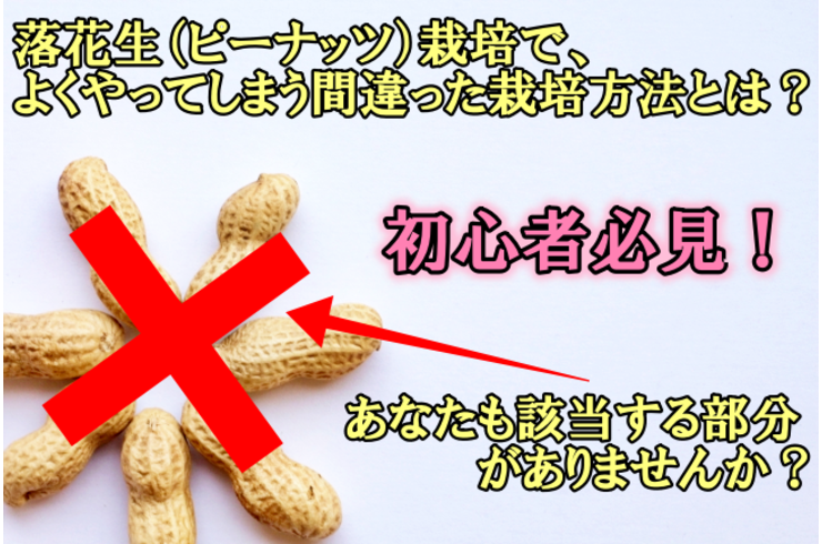 初心者必見！落花生のプロが教える落花生(ピーナッツ)栽培で、よくやってしまう間違った栽培方法とは？