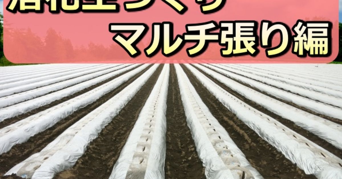 落花生専門店が実践しているピーナッツの畑づくり マルチ張り編 八街の落花生販売店が綴るブログでございます