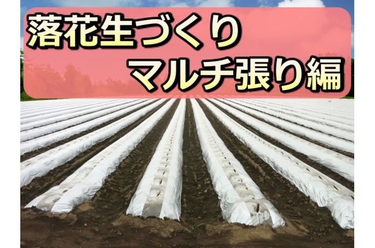 落花生専門店が実践しているピーナッツの畑づくり！マルチ張り編