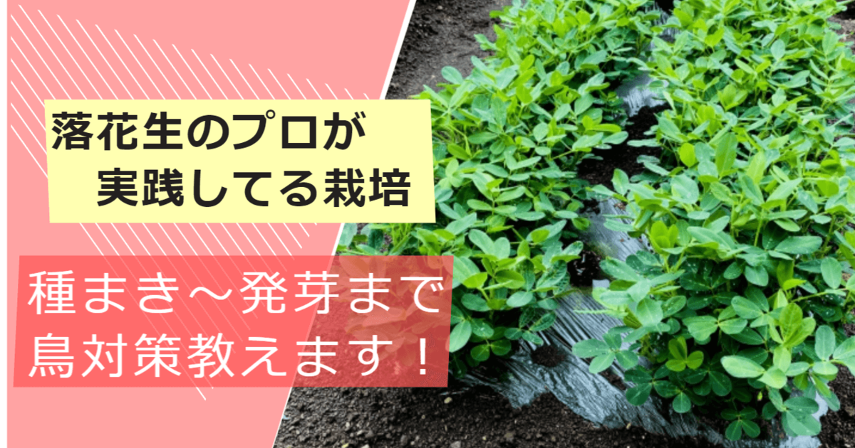 落花生屋が実践しているピーナッツの種まきから発芽まで・鳥対策の