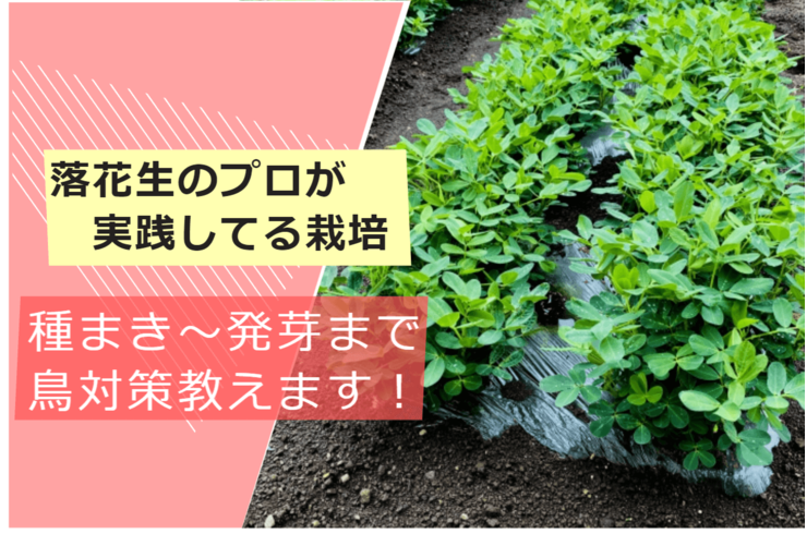 落花生屋が実践しているピーナッツの種まきから発芽まで・鳥対策のやり方教えます！