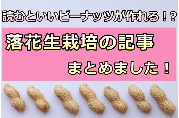落花生栽培