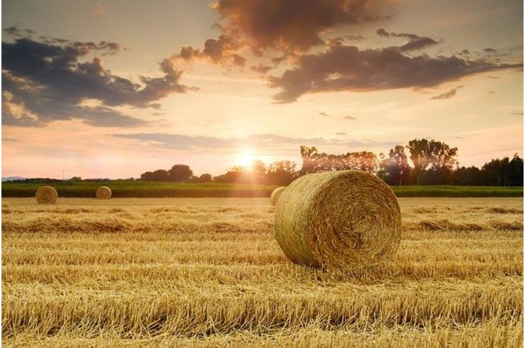 落花生の天日乾燥：ぼっち天日乾燥でピーナツが甘くなる理由とは？