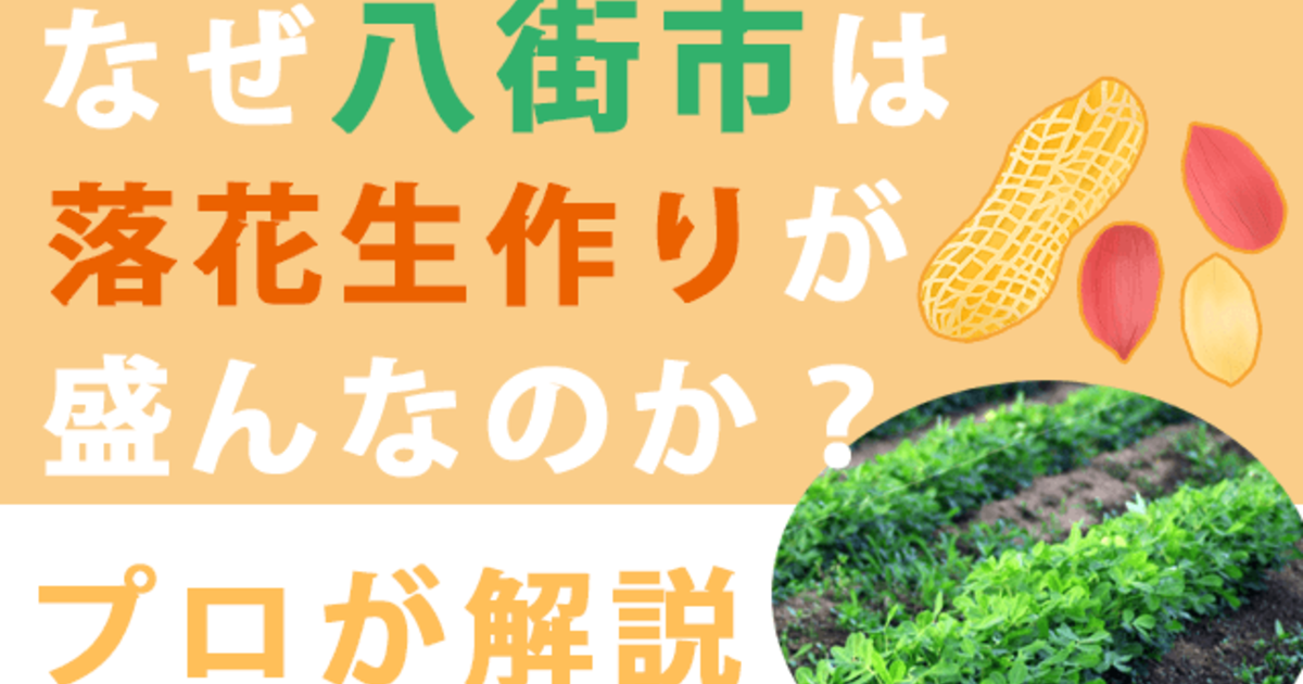 なぜ八街市は落花生作りが盛んなのか