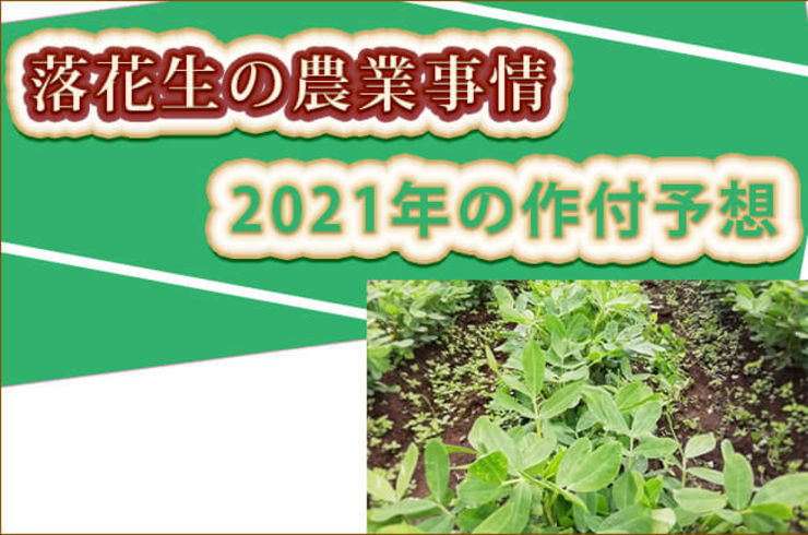 今年の落花生の作付面積は増える？減る？落花生屋が予想【2021年版】