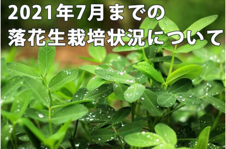 【落花生栽培】７月下旬までの千葉県の落花生の栽培状況【2021年度版】