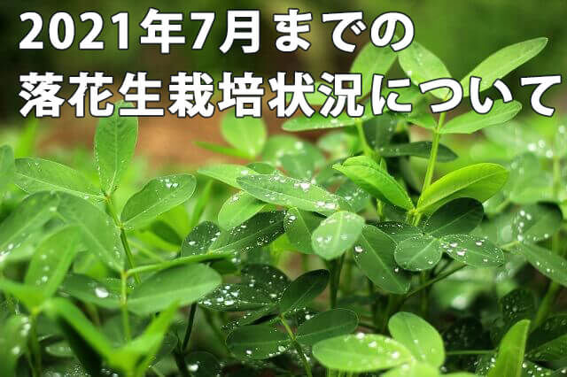 【落花生栽培】７月下旬までの千葉県の落花生の栽培状況【2021年度版】