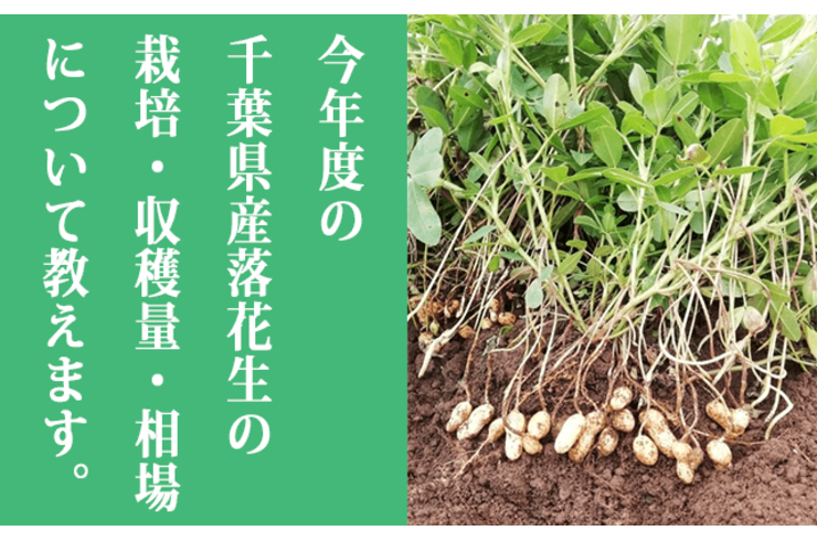 今年度の千葉県産落花生の栽培・収穫量・相場はどうだったのか？プロが教えます。