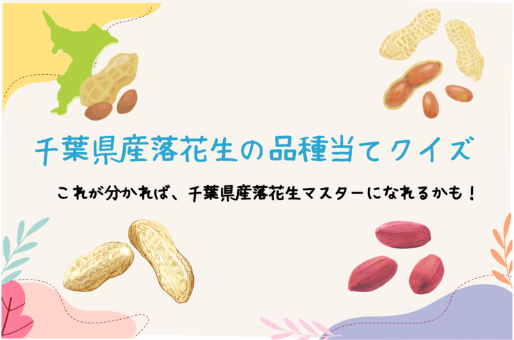 千葉県産落花生の品種当てクイズ！