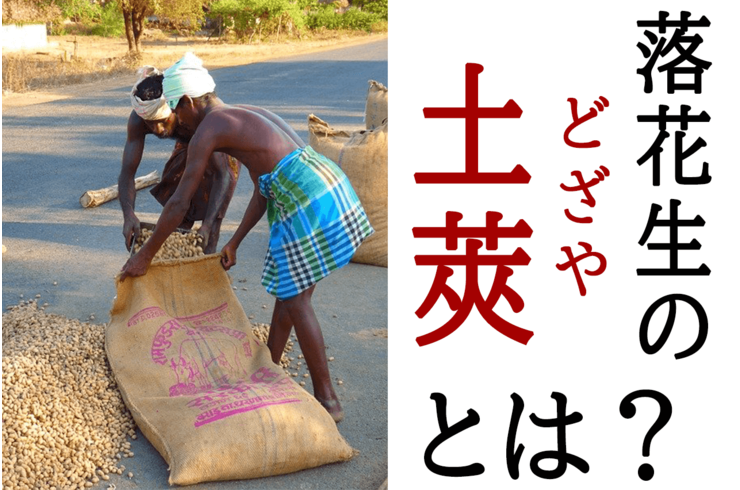 落花生の土莢（どざや）って何のこと？【ピーナッツ栽培知識】