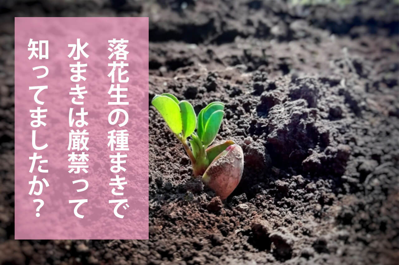 落花生の種まきで水まきは絶対にダメ！【落花生栽培】