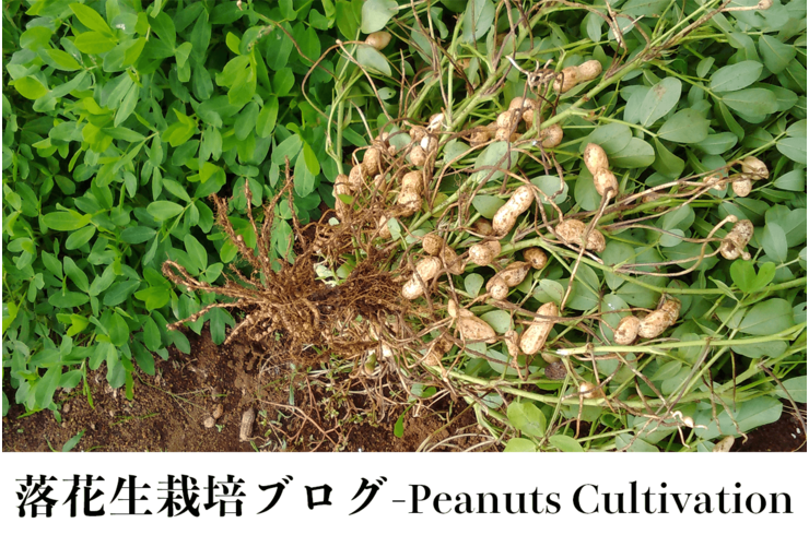 千葉県産落花生発芽し始めました！【落花生栽培】
