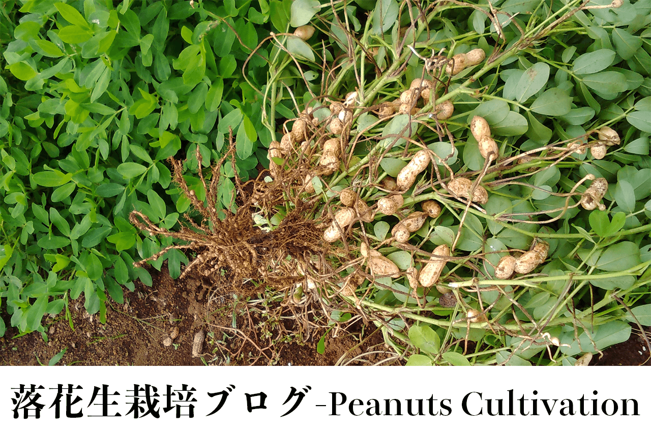 千葉県産落花生発芽し始めました！【落花生栽培】