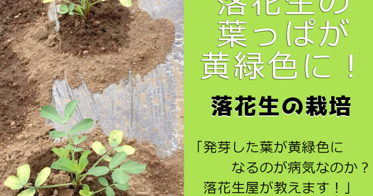 発芽した落花生の葉っぱが黄緑色だけど病気なのか？