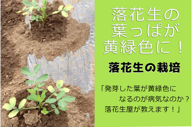 発芽した落花生の葉っぱが黄緑色だけど病気なのか？