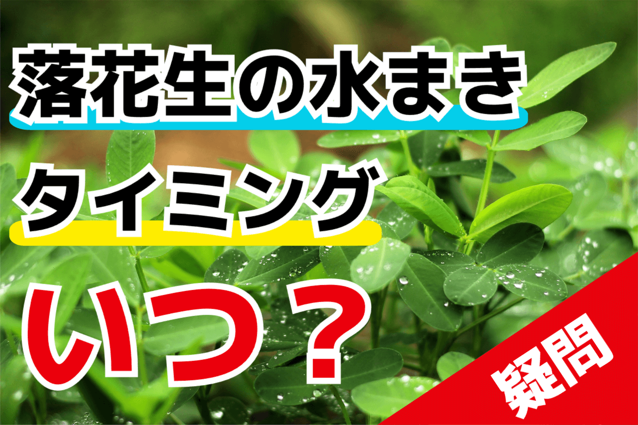 落花生の水まきのタイミングはいつ？【ピーナッツ栽培の知識】