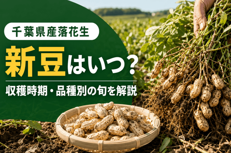 千葉県産落花生の収穫時期・新豆販売時期はいつ？プロが教えます！