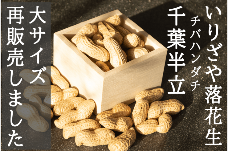 千葉県八街産いりざや落花生大サイズ１００袋再販売中です！【2023年度新豆】