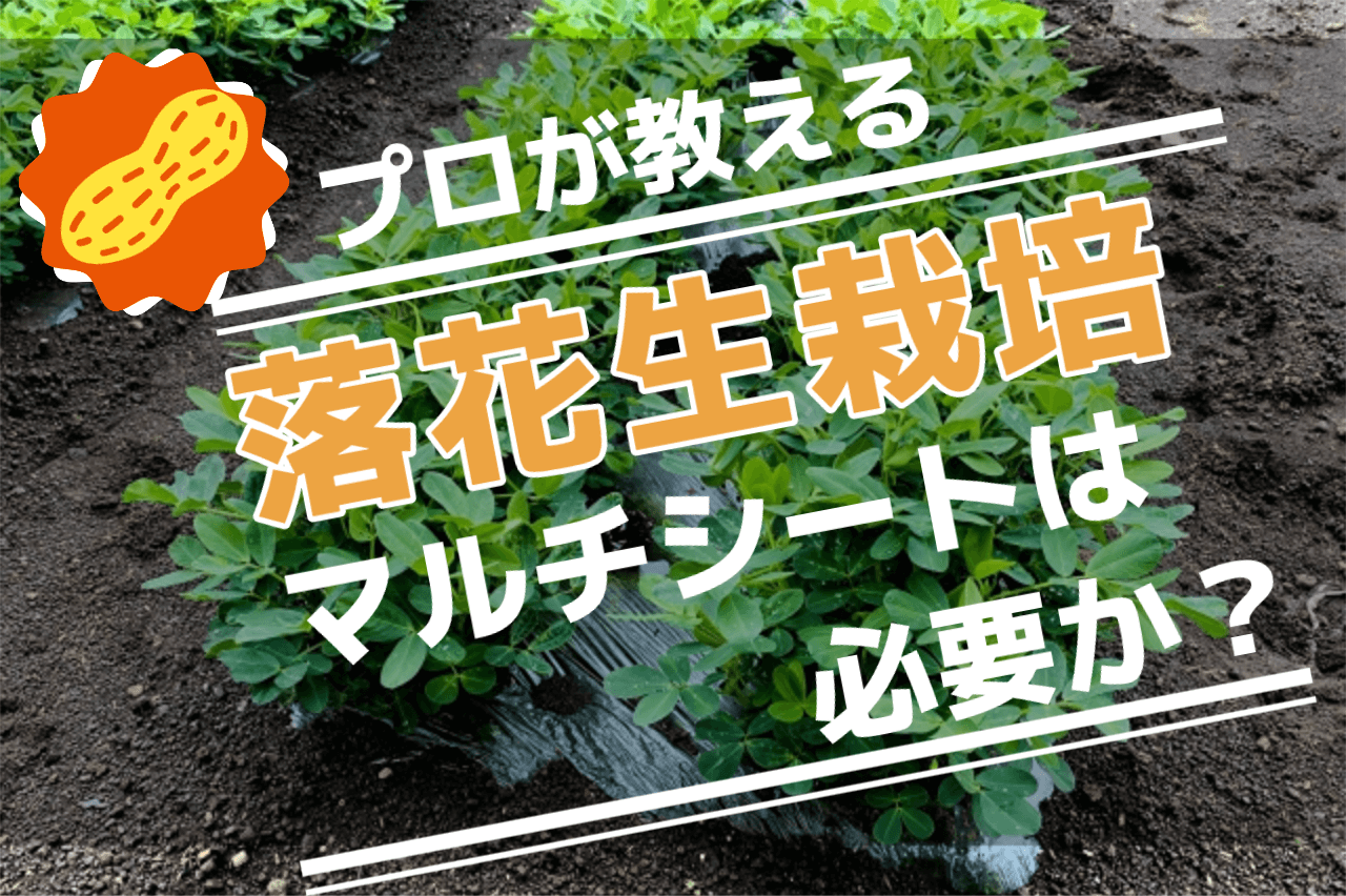 落花生の種まきにマルチシートは必要か？【ピーナッツ栽培】