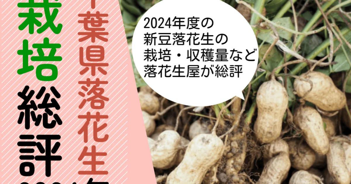 総評】2024年度の千葉県産落花生の栽培や収穫量などはどうだったか