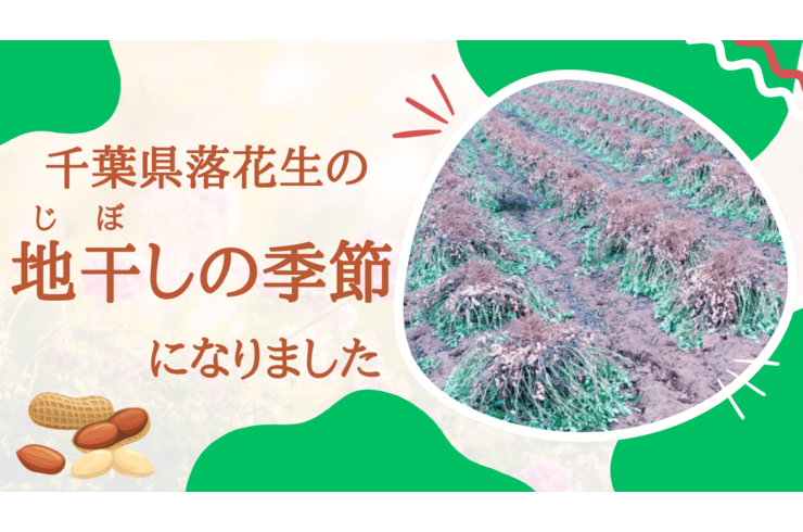 【落花生栽培】千葉県落花生の地干しの時期になりました【収穫シーズン】