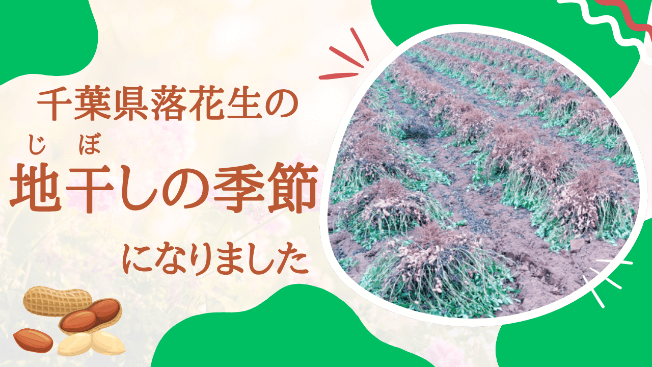 【落花生栽培】千葉県落花生の地干しの時期になりました【収穫シーズン】