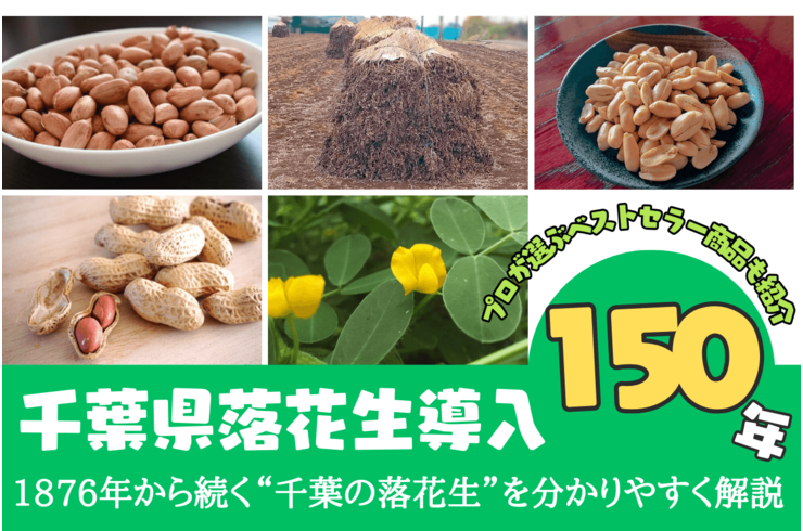 千葉県落花生導入150周年とは？1876年から続く“千葉の落花生”を、今年いちばん分かりやすく解説