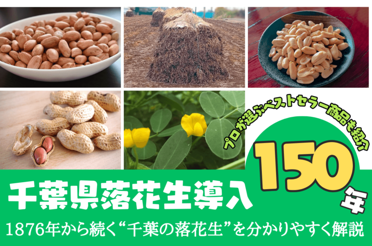 千葉県落花生導入150周年とは？1876年から続く“千葉の落花生”を、今年いちばん分かりやすく解説