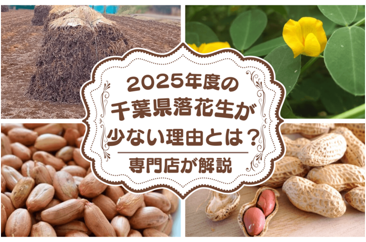 【創業70年以上の専門店が解説】2025年の千葉県産落花生が「少ない」3つの理由（猛暑・秋雨・作付け）｜150周年に向けた買い方