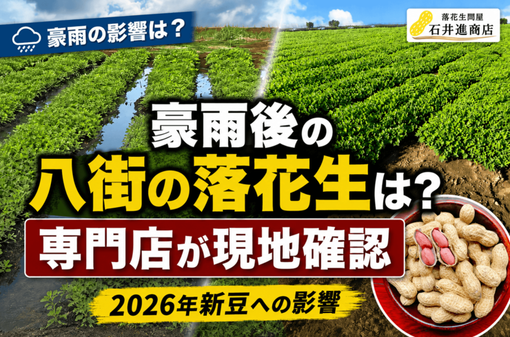 千葉豪雨で落花生に被害｜八街市の畑・2026年新豆への影響を専門店が現地確認