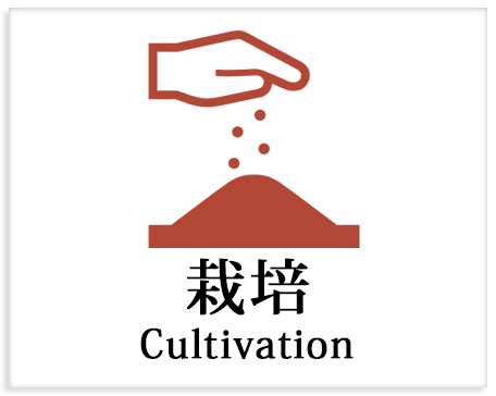 栽培