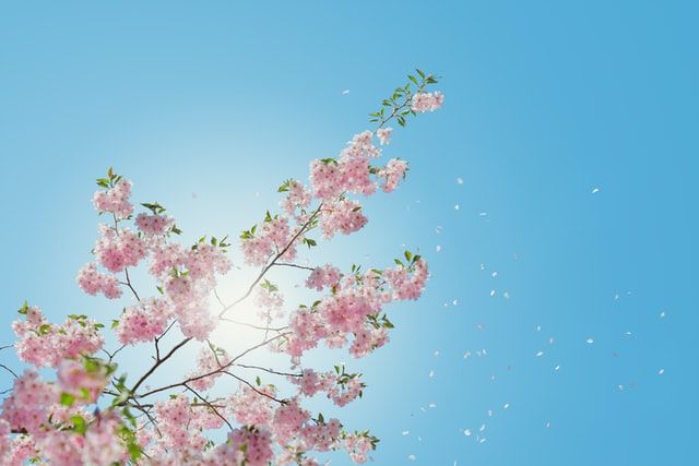 春の暑さ.jpg