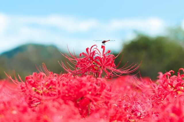 彼岸花.jpg