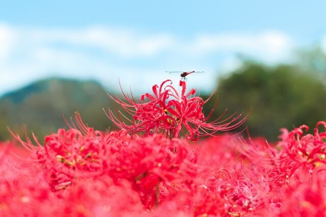 千葉県産落花生はお彼岸のお土産として人気です 秋分の日