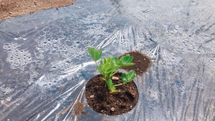 peanuts-germination2.jpg