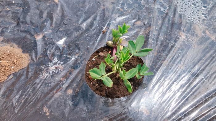 peanuts-germination.jpg