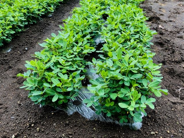 落花生畑でマルチシートを使って栽培している様子