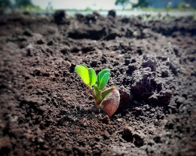 落花生の芽が出ている様子と種まき時期の注意点