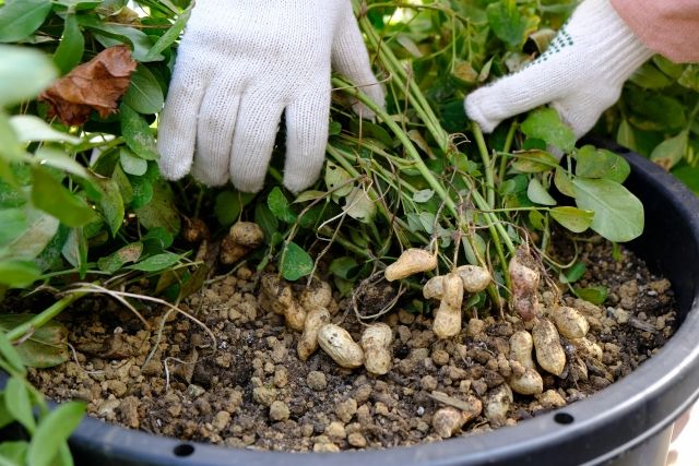 鉢植えやコンテナで落花生を育てるときの水やりと植え替えの注意点