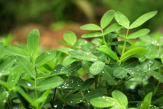 落花生　栽培茎写真640.jpg