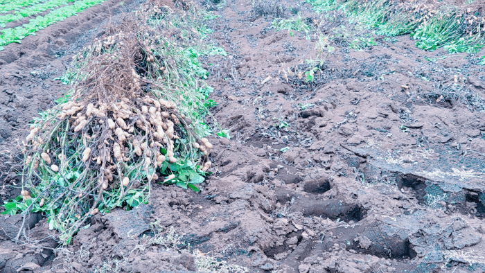 千葉県産おおまさりの地干し作業風景