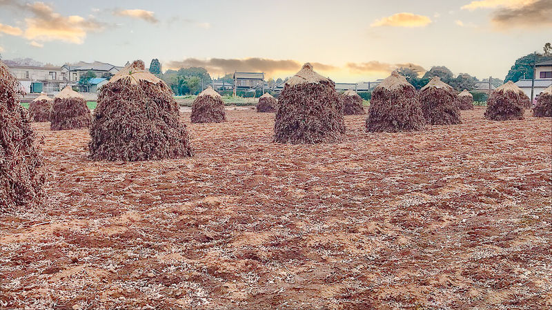 千葉県八街市の落花生ぼっち風景（秋の収穫期）