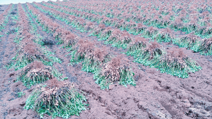 千葉県八街市で行われる落花生の地干し風景写真