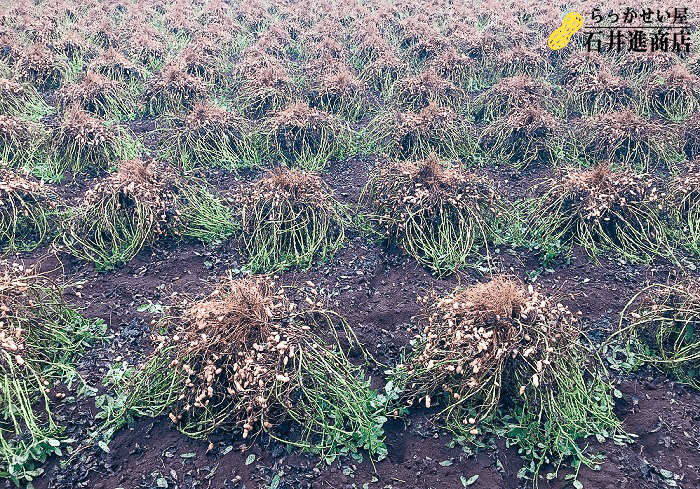 2025年度千葉半立の畑風景