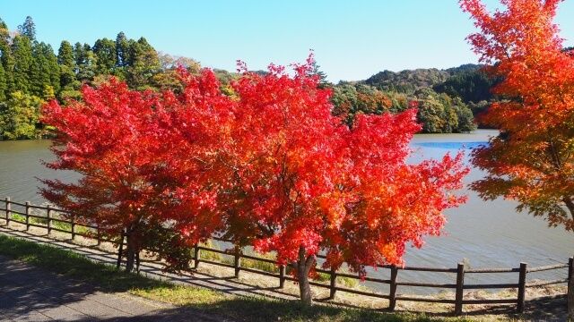 紅葉スポット（千葉県君津市の紅葉風景）
