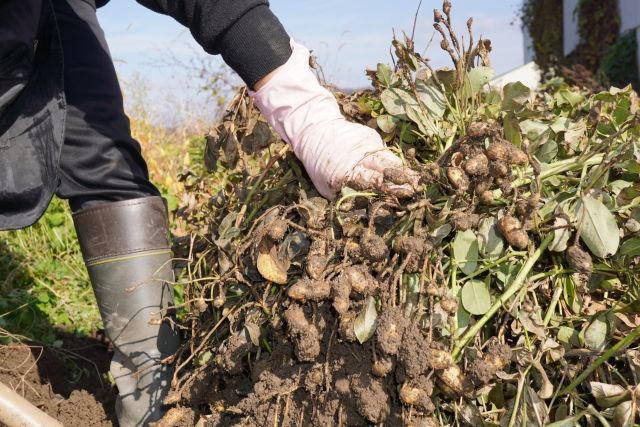 落花生を作る生産者の減少イメージ画像