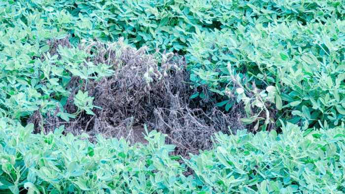 猛暑で生育が弱った落花生畑のイメージ（乾燥・高温の影響）