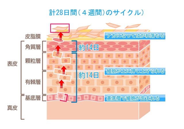 肌のターンオーバーの仕組みを示す図