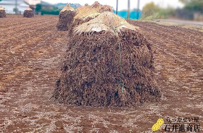 ぼっち・天日乾燥の様子
